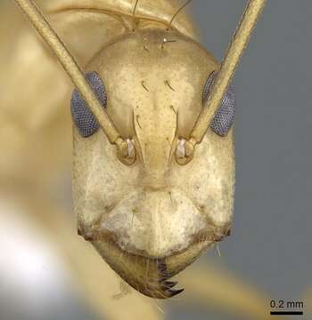 Image of Camponotus atlantis Forel 1890