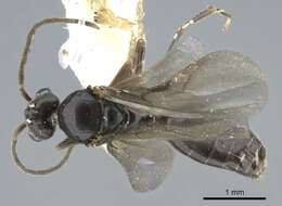 Image of Technomyrmex setosus Collingwood 1985