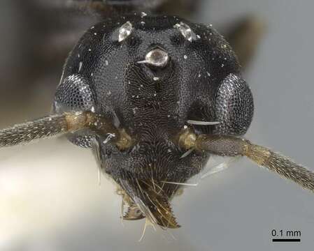 Image of Technomyrmex setosus Collingwood 1985