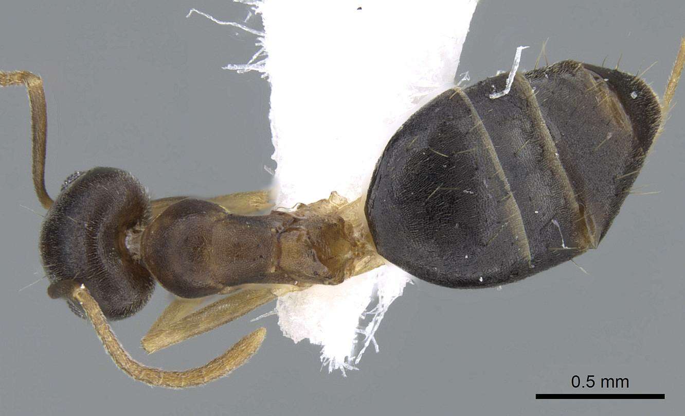 Image of Technomyrmex setosus Collingwood 1985