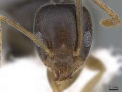 Image of Technomyrmex setosus Collingwood 1985