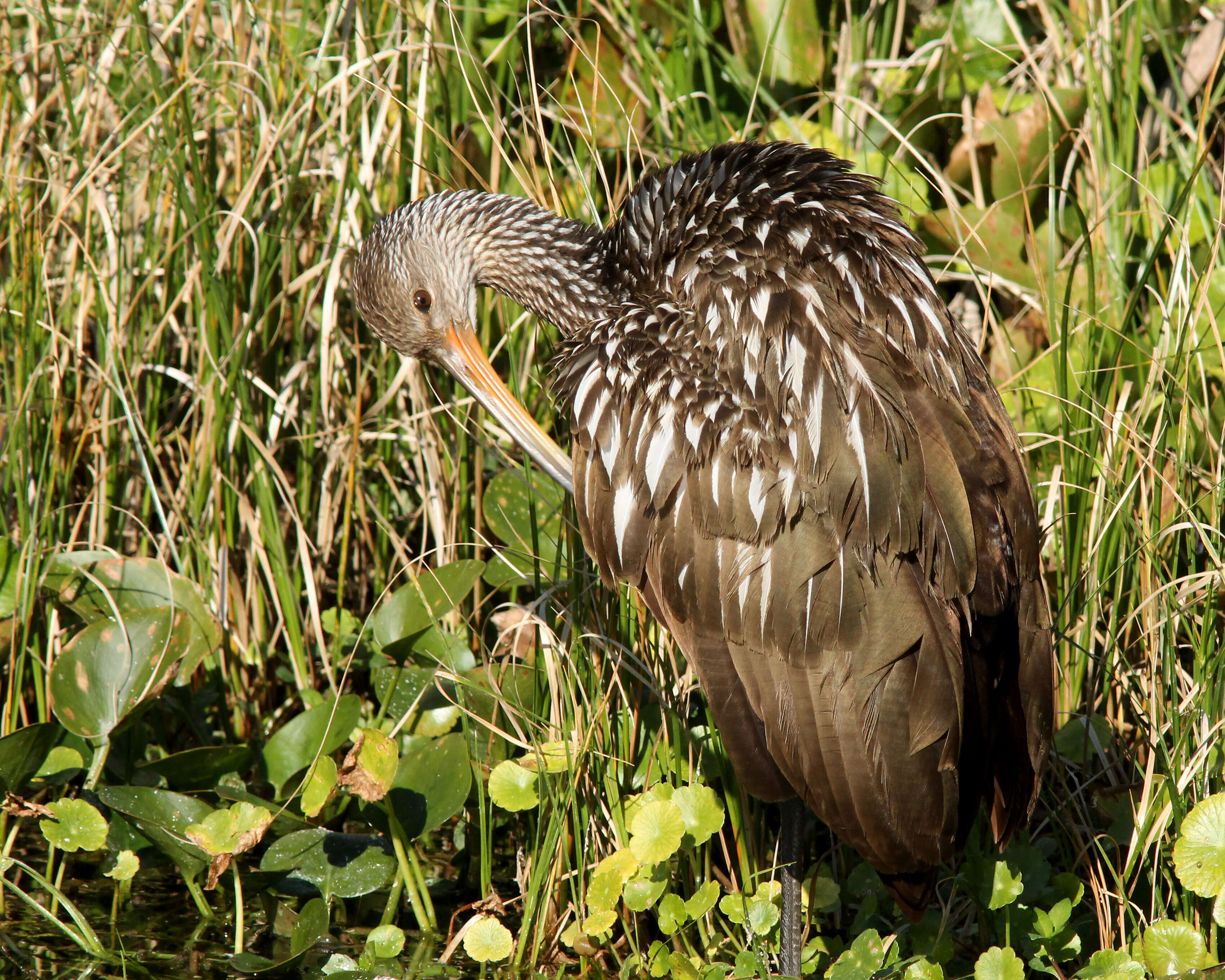 Image of limpkins