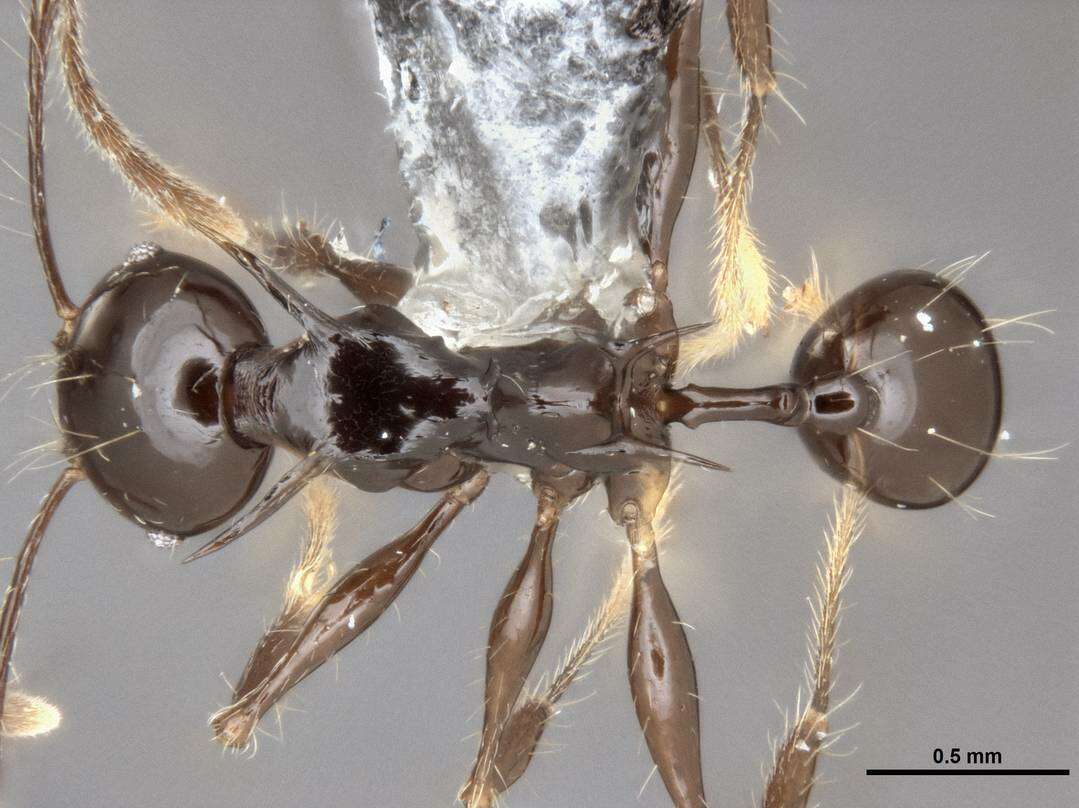 Plancia ëd Formicoidea