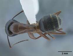 Image of Camponotus semitestaceus Snelling 1970