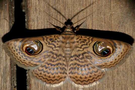 Image of Calliodes pretiosissima Holland 1892