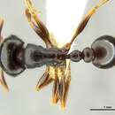 صورة Tetramorium pogonion Bolton 1980