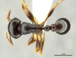 صورة Tetramorium pogonion Bolton 1980