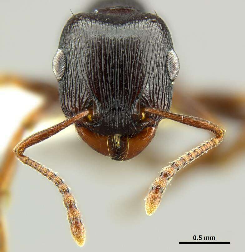 صورة Tetramorium pogonion Bolton 1980