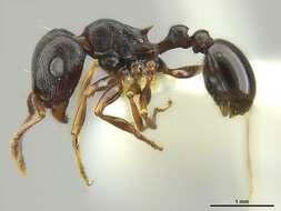 صورة Tetramorium pogonion Bolton 1980