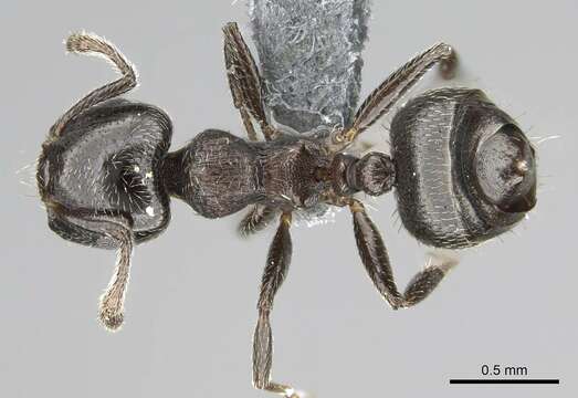 Image of Crematogaster crinosa Mayr 1862