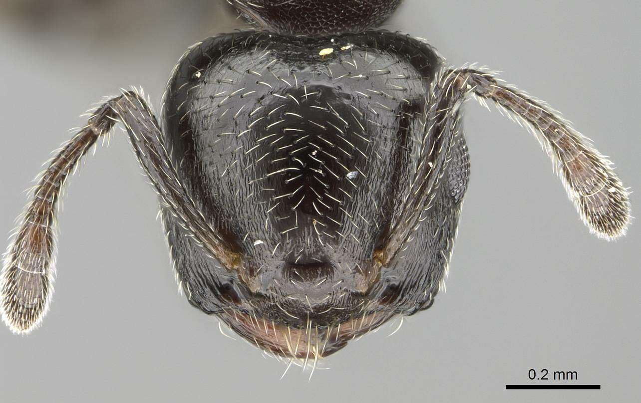 Image of Crematogaster crinosa Mayr 1862