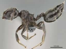 Image of Crematogaster crinosa Mayr 1862