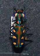 Image of Cicindela (Cosmodela) aurulenta Fabricius 1801