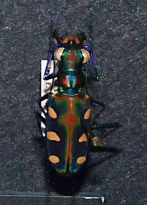 Image of Cicindela (Cosmodela) aurulenta Fabricius 1801