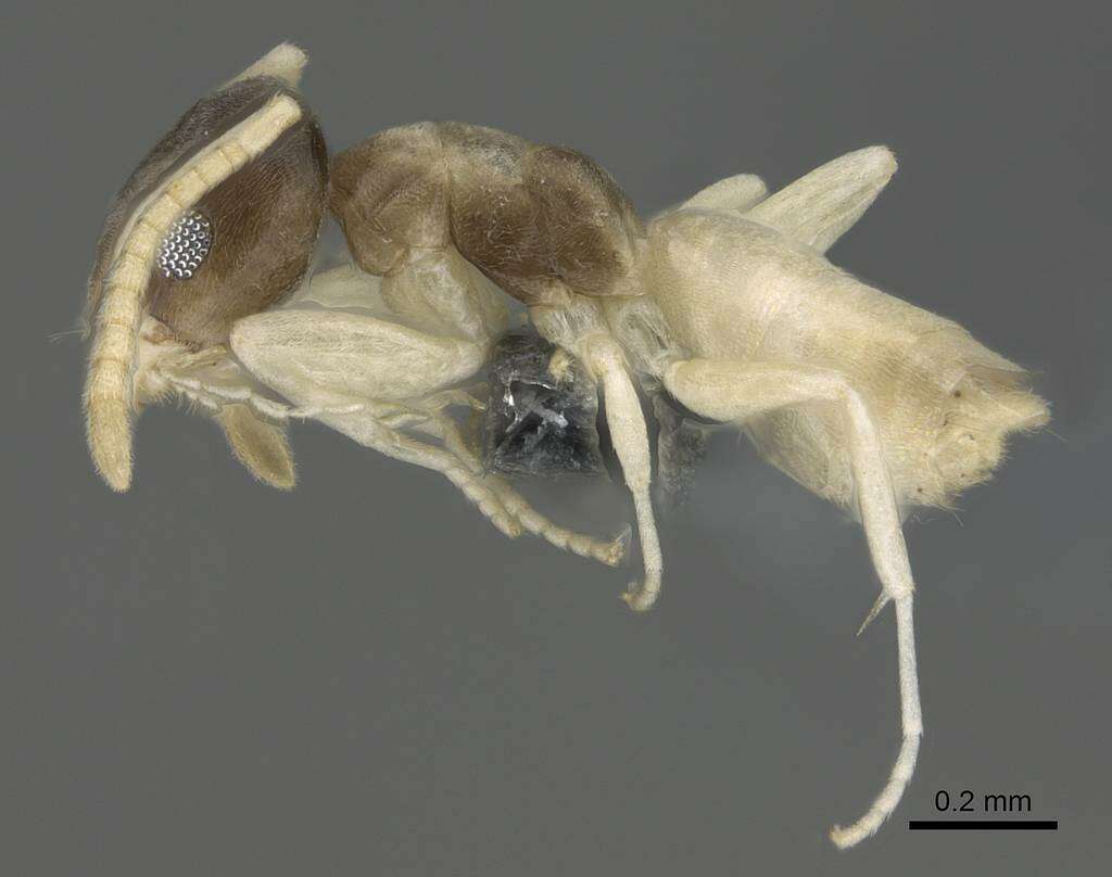 Image of Ant