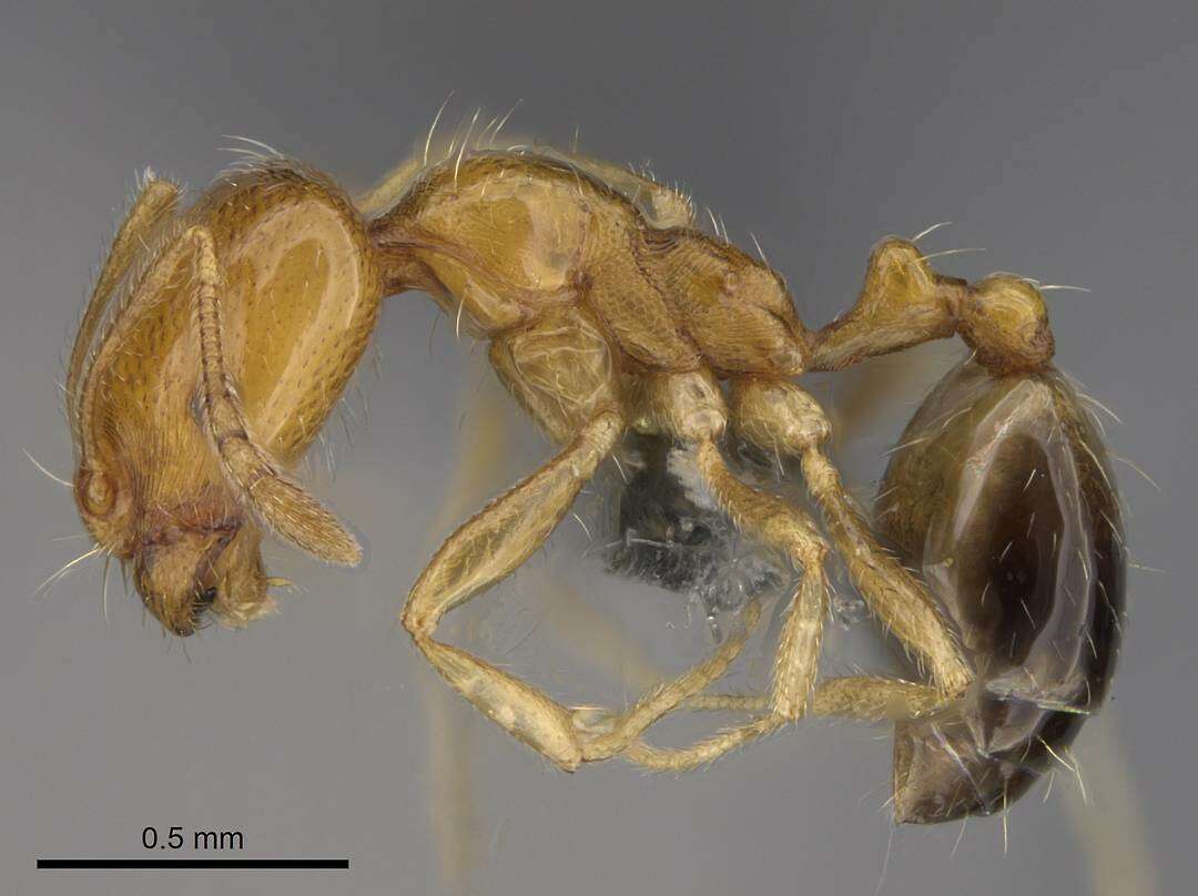 Image of Trichomyrmex destructor