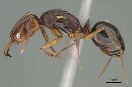 Image of Rough-node Snapping Ant