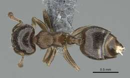 Image of Crematogaster crinosa Mayr 1862