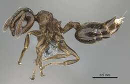 Image of Crematogaster crinosa Mayr 1862