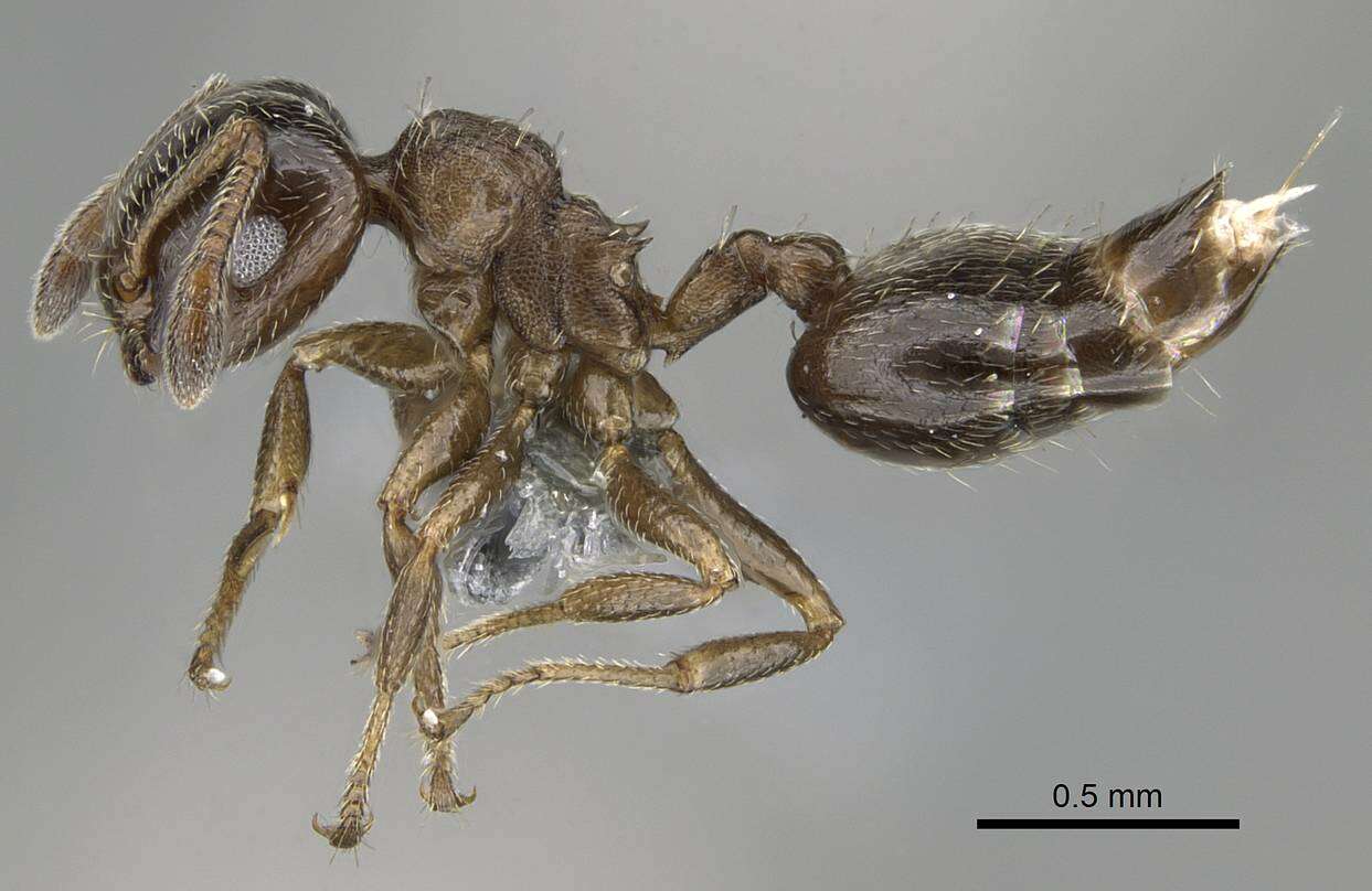 Image of Crematogaster crinosa Mayr 1862