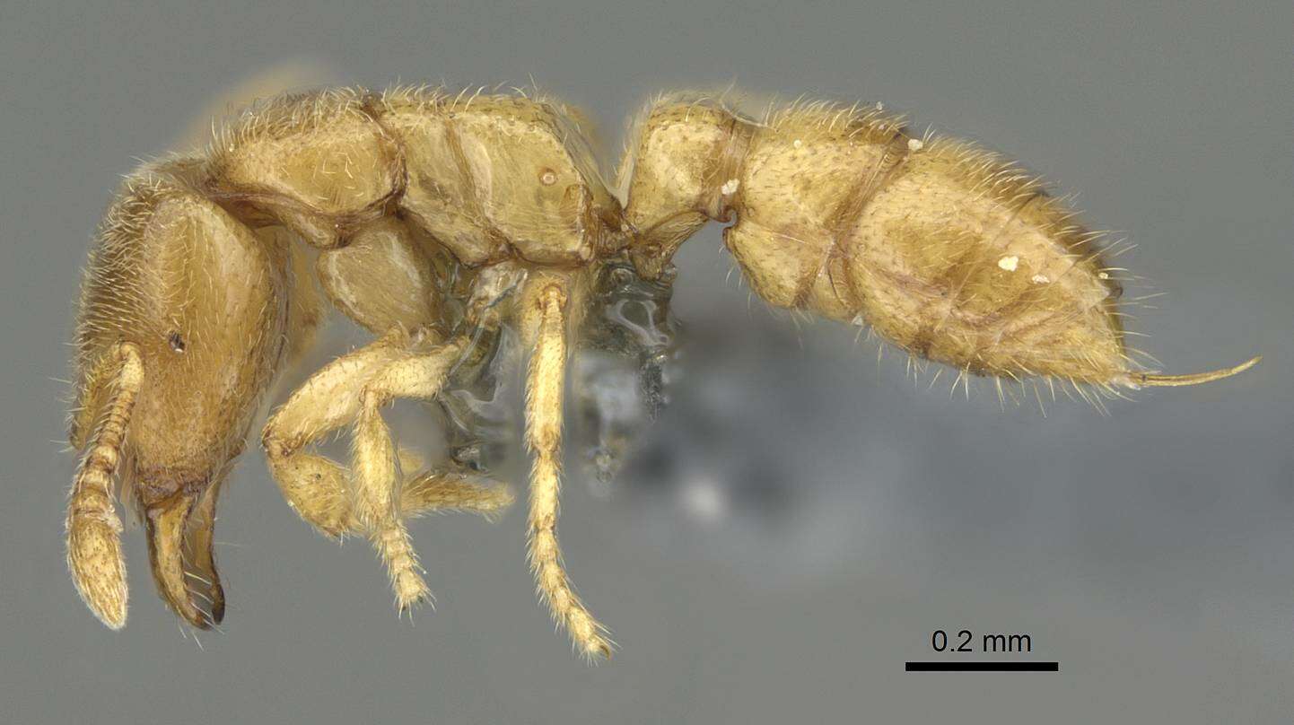 Image of Ant