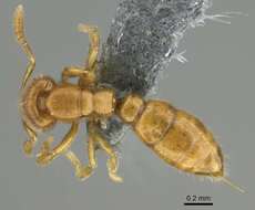 Image of Ant