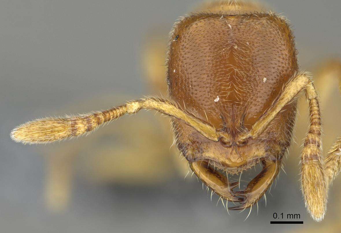 Image of Ant