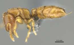 Image of Ant