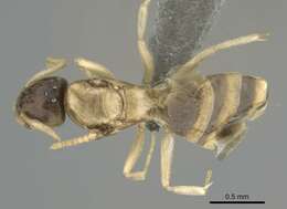 Image of Ant