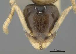 Image of Ant