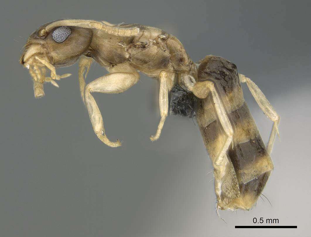 Image of Ant