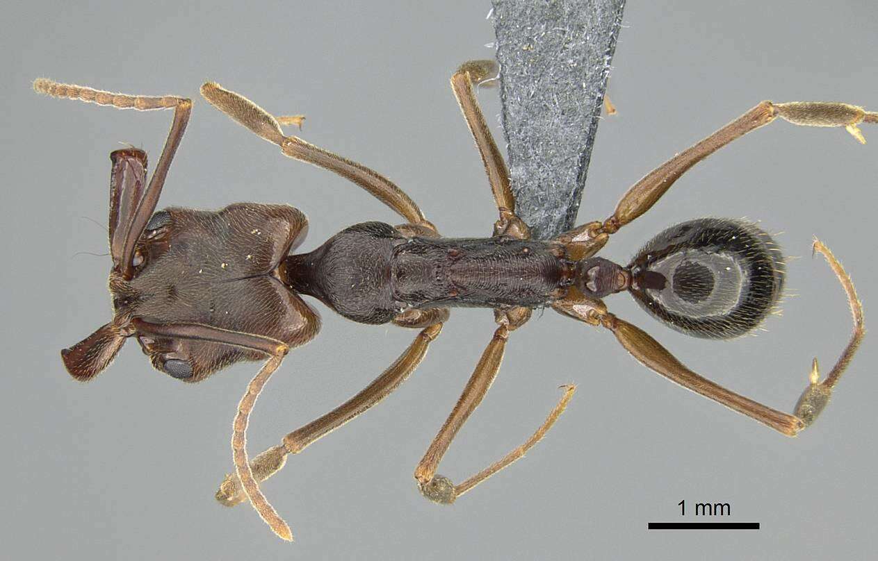 Image of Rough-node Snapping Ant