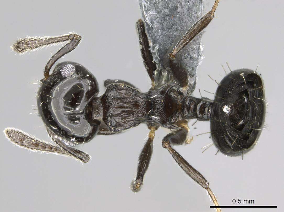 Image de Crematogaster