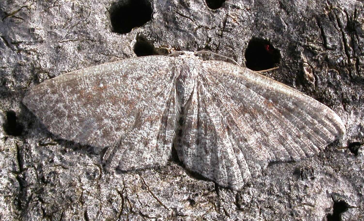 Cyclophora pendularia Clerck 1759 resmi