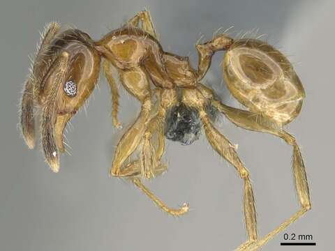 Image of Pheidole subarmata Mayr 1884