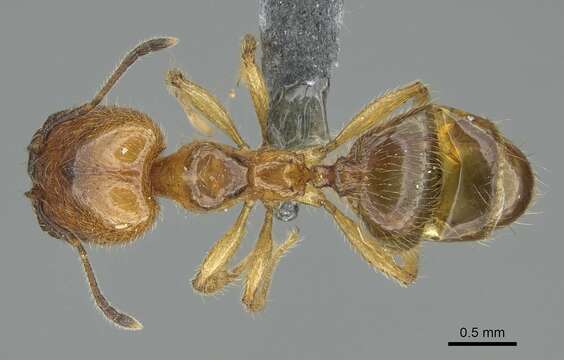 Image of Pheidole subarmata Mayr 1884