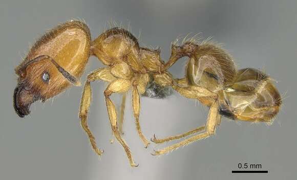 Image of Pheidole subarmata Mayr 1884