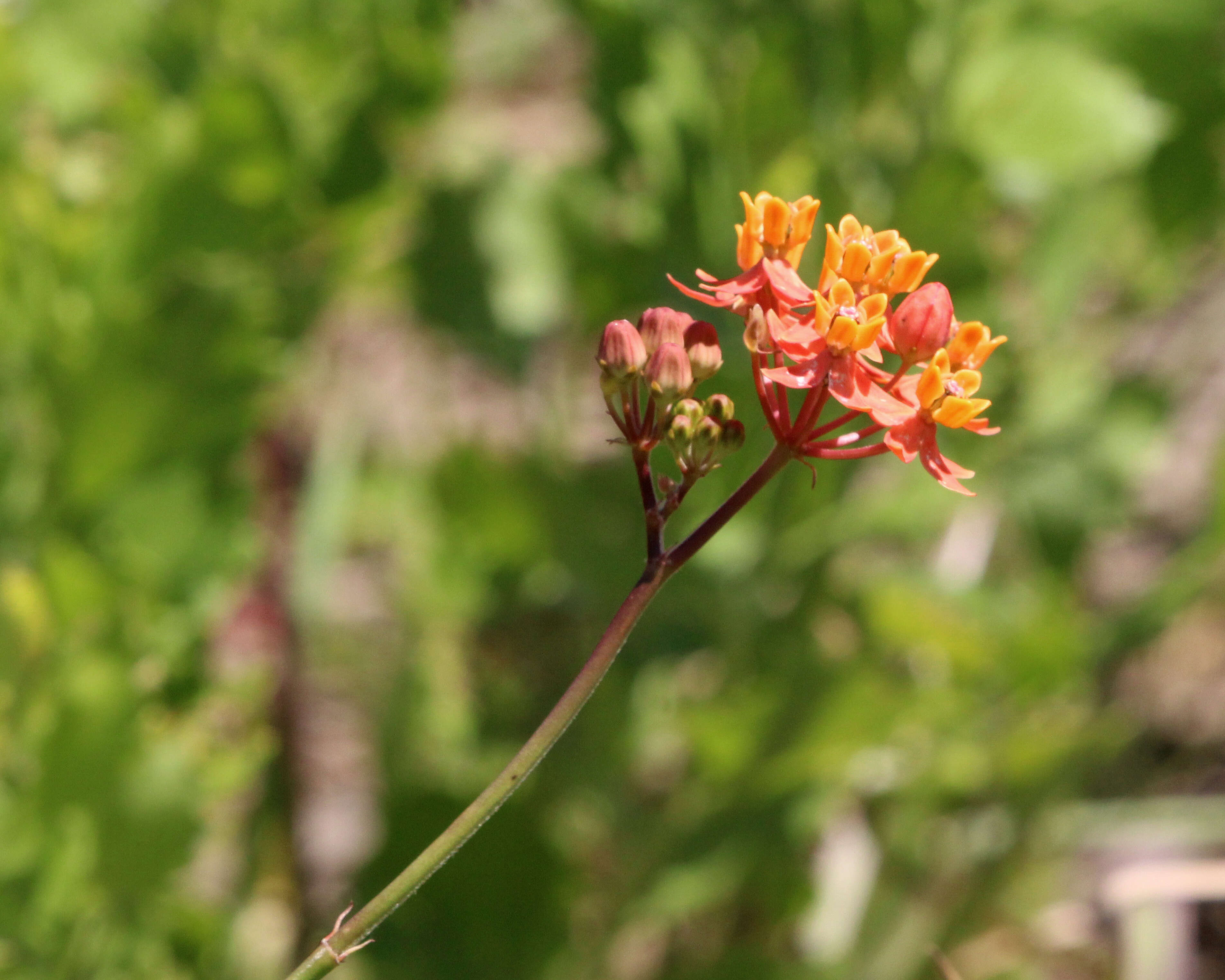 Imagem de Asclepias lanceolata Walt.