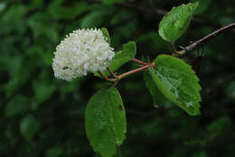 Image of common viburnum