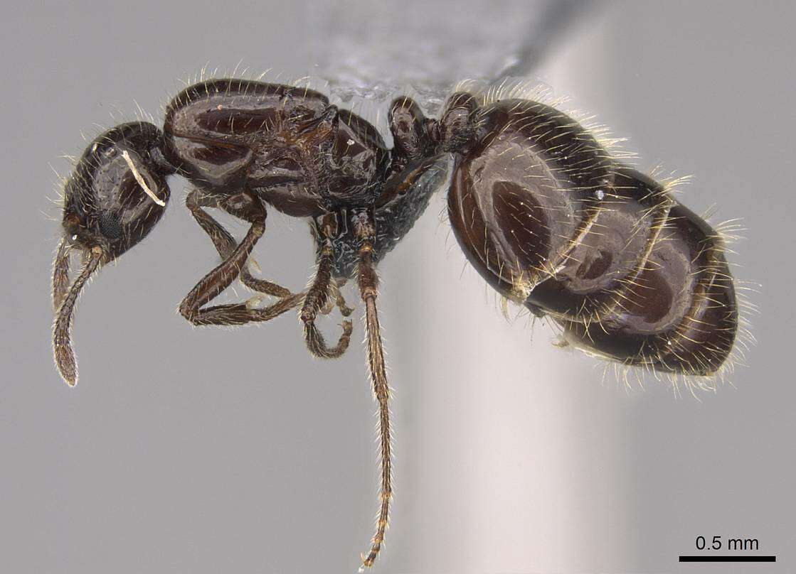 Image of Monomorium