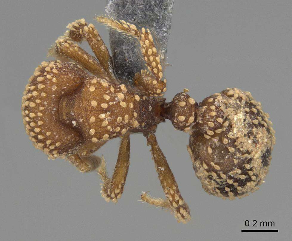 Image of Calyptomyrmex kaurus Bolton 1981