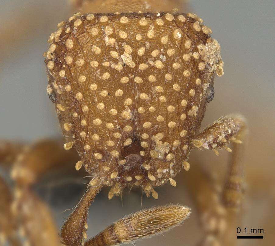 Image of Calyptomyrmex kaurus Bolton 1981