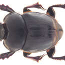 Image of Onthophagus (Macronthophagus) curvicarinatus Boucomont 1914