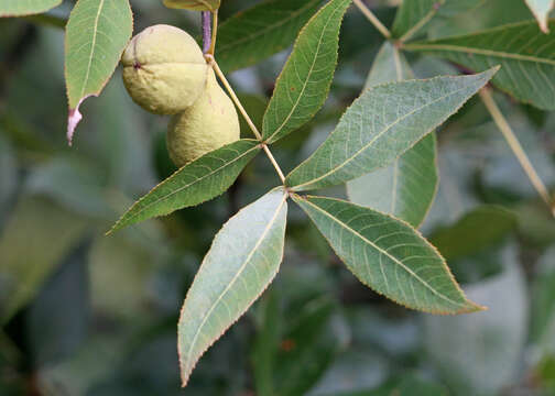 Image of scrub hickory