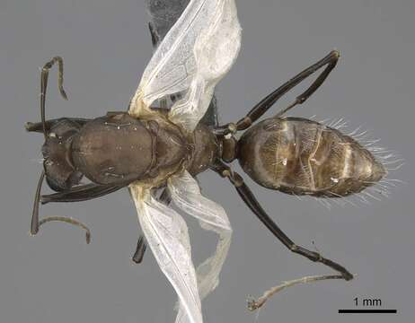 Image of Camponotus grandidieri Forel 1886