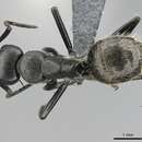 Image of Camponotus lamborni Donisthorpe 1933