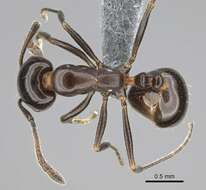 Image of Monomorium fridae Forel 1905