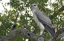 Imagem de Polemaetus Heine 1890