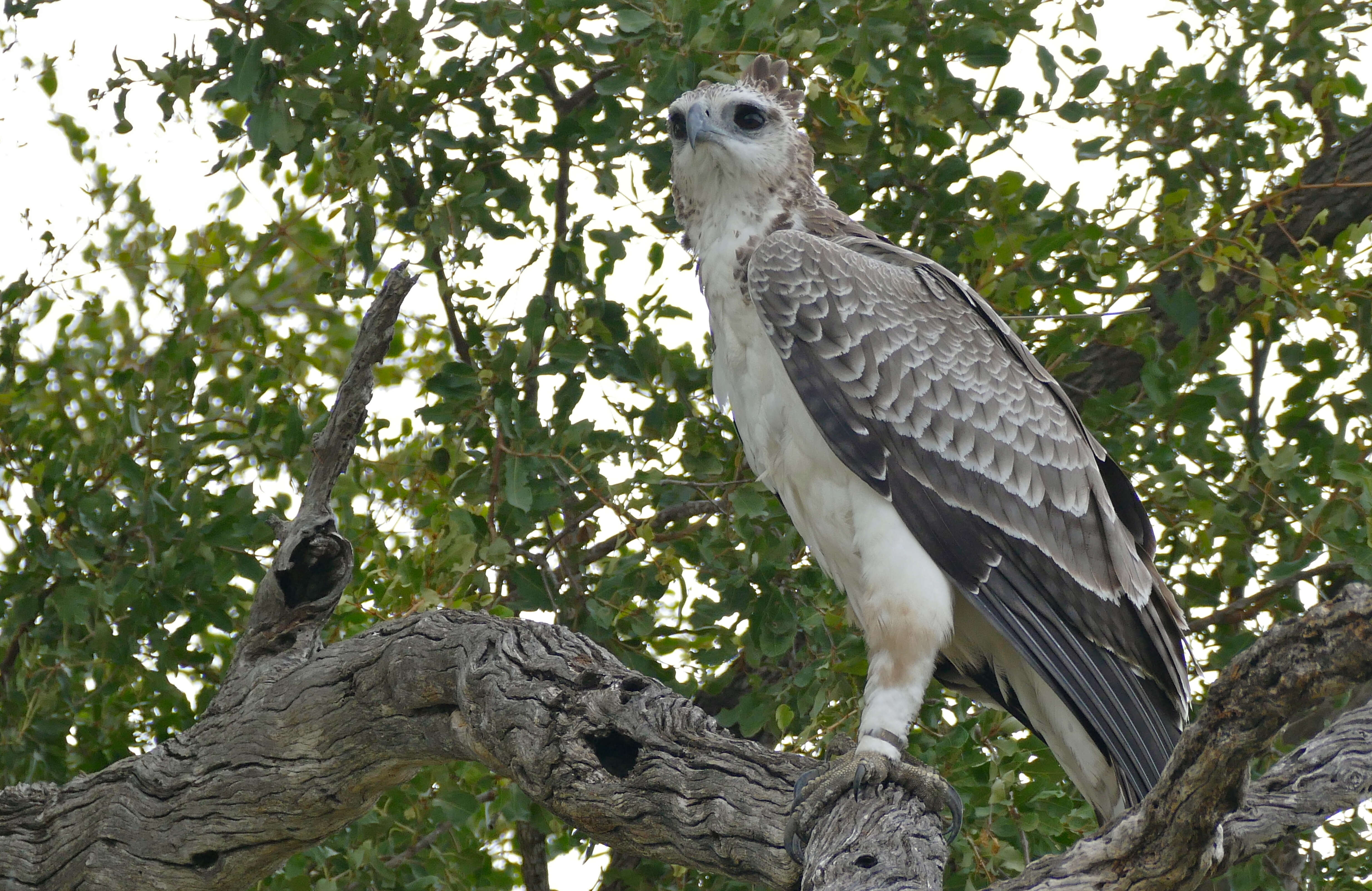 Imagem de Polemaetus Heine 1890