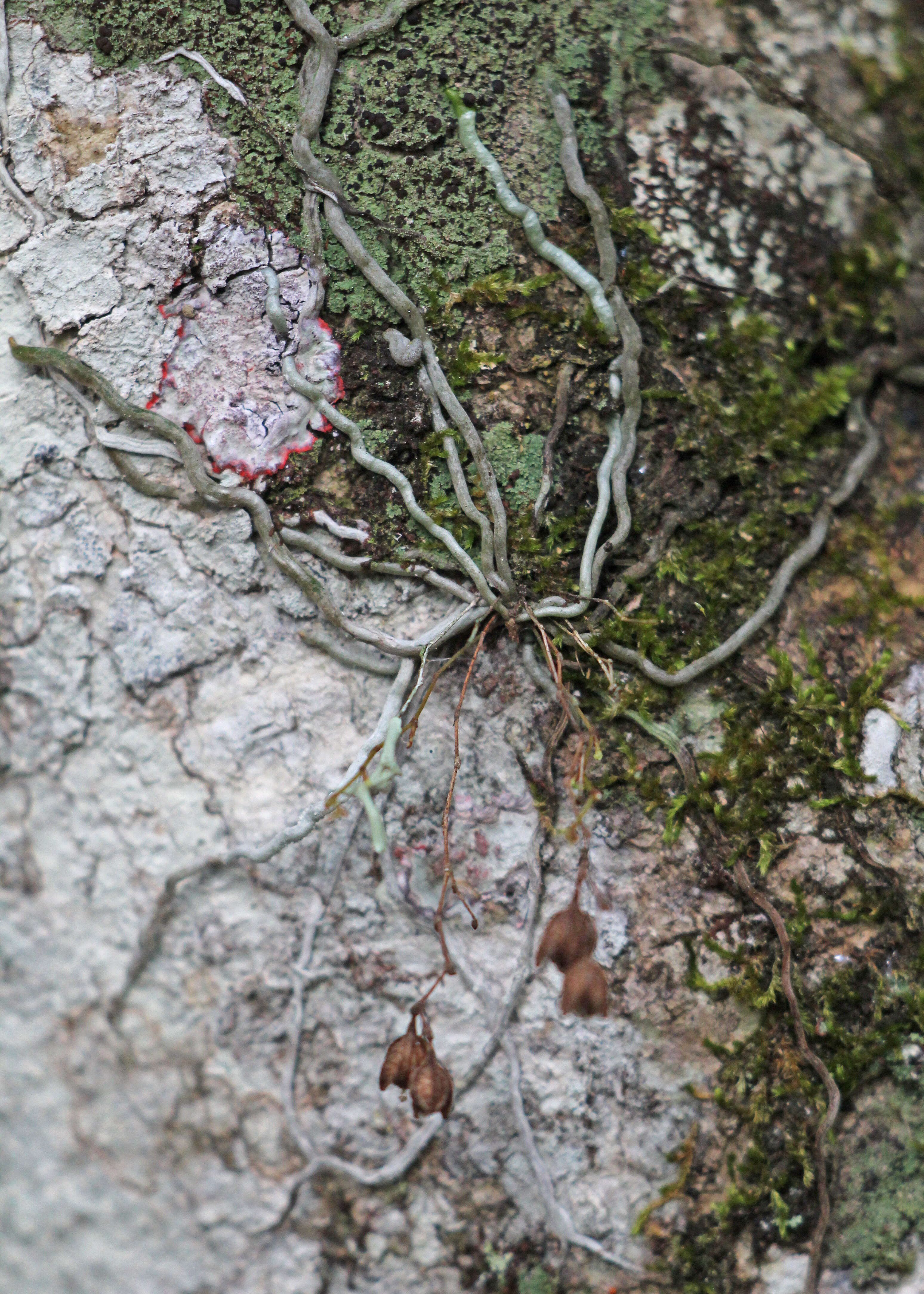 Image of needleroot airplant orchid